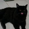belatheblackcat