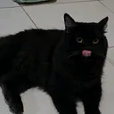 @belatheblackcat