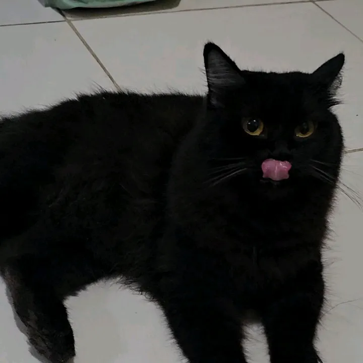belatheblackcat