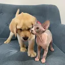 @deni_mani