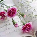 @mirazaidi33