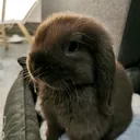@odin_le_lapin