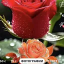 @.miko0090