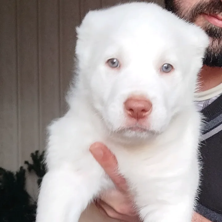 _nala_491