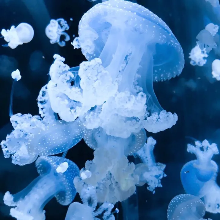 scyphozoa.discord