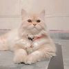 meow_lili
