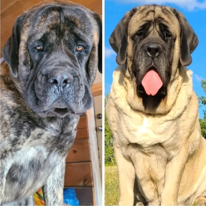 maplemastiffs