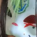 @iserstar0