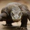 komodo_komodo
