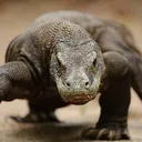@komodo_komodo