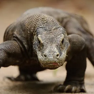 komodo_komodo