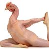 ramjeeek
