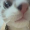 meoww_miaa