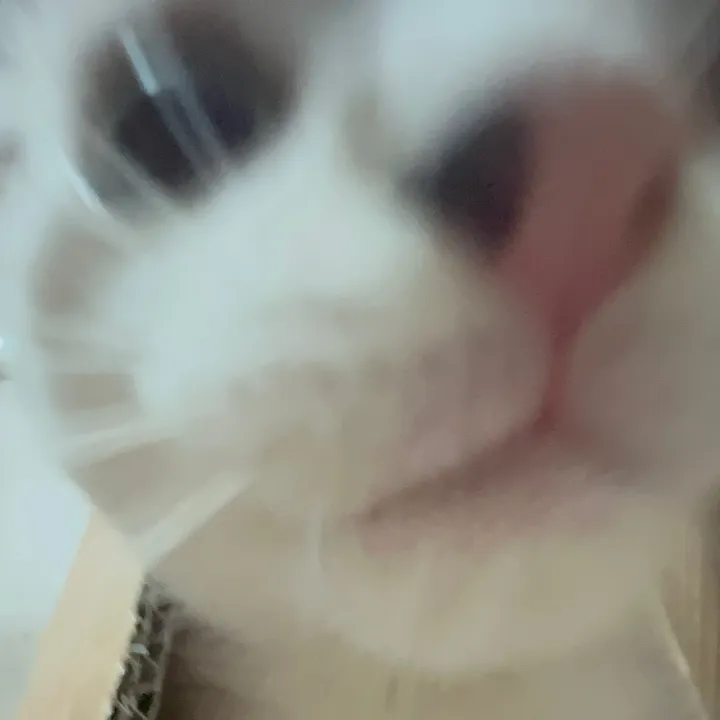 @meoww_miaa