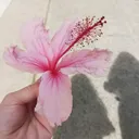 @_sophela_