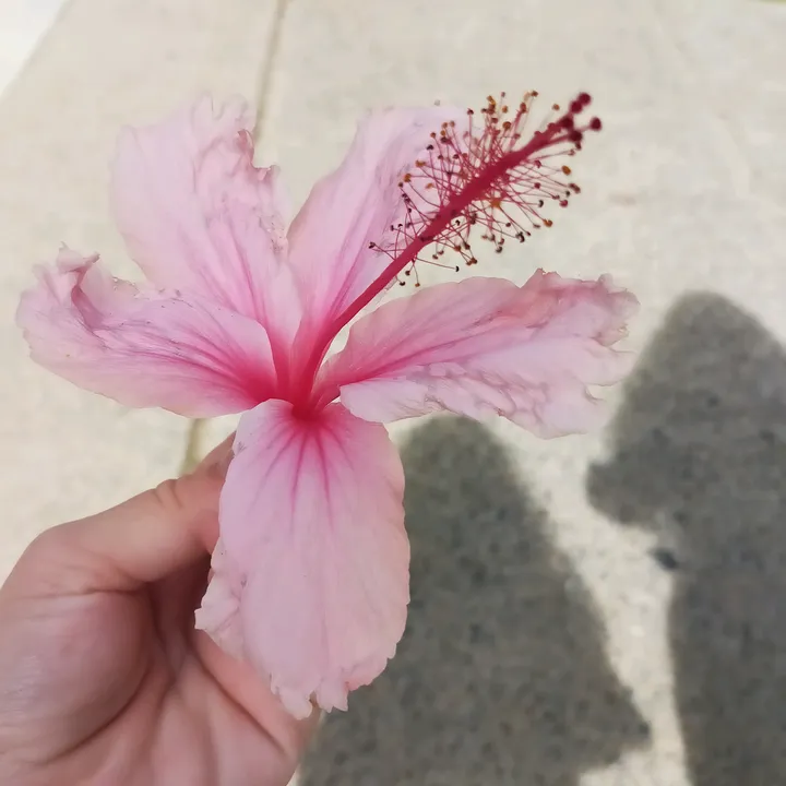 @_sophela_