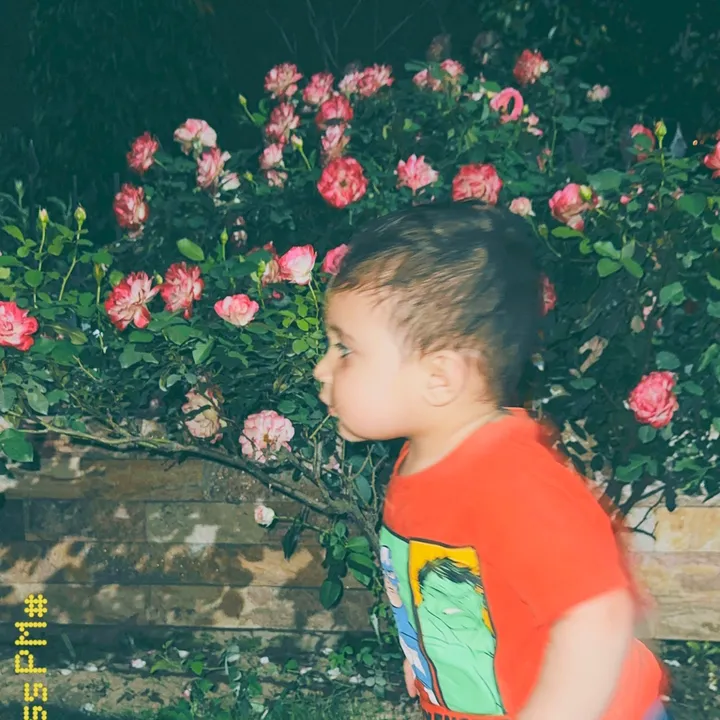 bimacious_