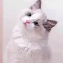 @mehedihassanrana123