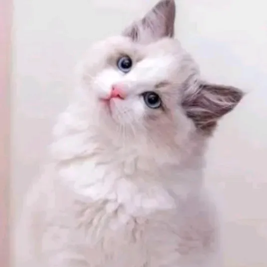 mehedihassanrana123