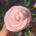@luslimee