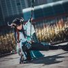 apidae_cos