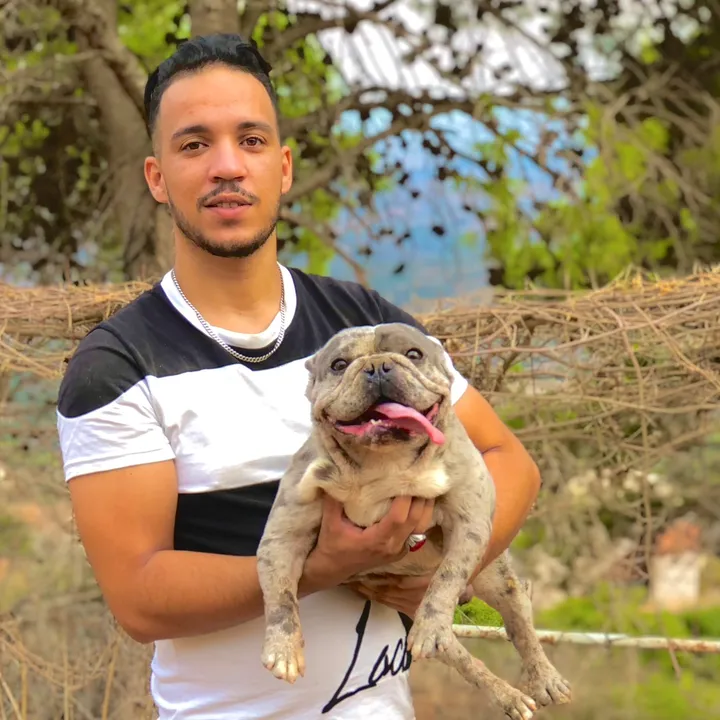dogstipaza