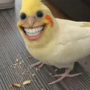@paradico0