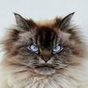 merlinragdoll