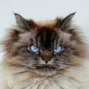 @merlinragdoll