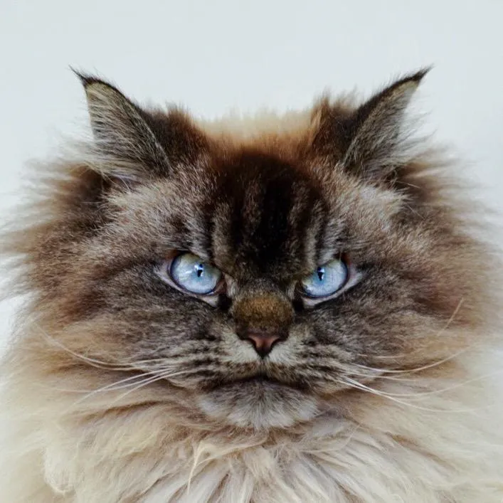 merlinragdoll