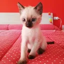 @miura_cat_and_friends