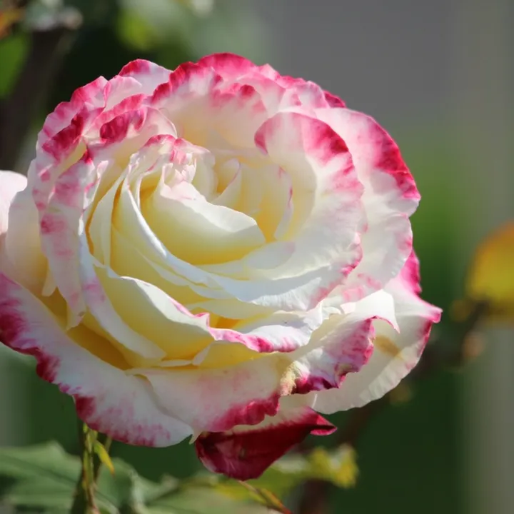 @jatin_jsa