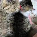 @itibanbosimituketa