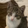 mimithenapcat