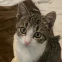 @mimithenapcat