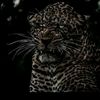 firuz_067