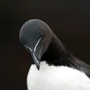 @umpanpalsu