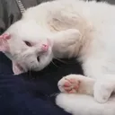 @n0vusparr0tus