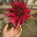 @pratikshadhungana6