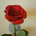 @jharnaghartimagar640