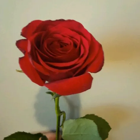 @jharnaghartimagar640