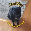 @cane_corsos_blog
