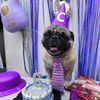chicharo_the_pug