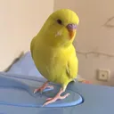 @bbb.budgie
