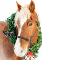 @pigeonlakehorse