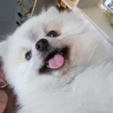 @duck40965