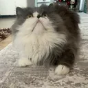 @whiskycat_ori