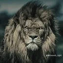 @salfi013