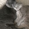 lovecatsbj