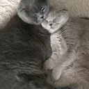 @lovecatsbj
